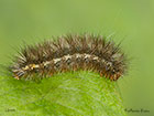  72.019 Buff Ermine larva 24mm Copyright Martin Evans 