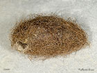  72.019 Buff Ermine cocoon 22mm Copyright Martin Evans 