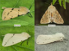  72.019 Buff Ermine and White Ermine Copyright Martin Evans 