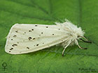  72.020 White Ermine female Copyright Martin Evans 