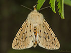  72.020 White Ermine dark form Copyright Martin Evans 