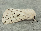  72.020 White Ermine Copyright Martin Evans 