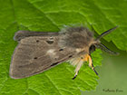  72.022 Muslin Moth male Copyright Martin Evans 