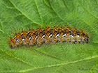  72.030 Jersey Tiger larva 35mm Copyright Martin Evans 
