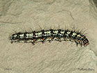 72.034 Crimson Speckled larva 27mm Copyright Martin Evans 