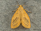  72.035 Rosy Footman form flava Copyright Martin Evans 