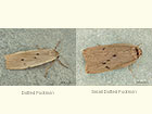 72.039 Dotted Footman and Small Dotted FootmanDotted Footman Copyright Martin Evans 