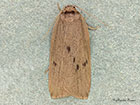  72.040 Small Dotted Footman Copyright Martin Evans 