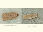  72.040 Small Dotted Footman and Dotted Footman Copyright Martin Evans 