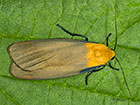  72.041 Four-spotted Footman Copyright Martin Evans 