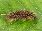  72.042 Red-necked Footman larva pre-pupation 18mm Copyright Martin Evans 