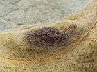  72.042 Red-necked Footman cocoon 14mm Copyright Martin Evans 