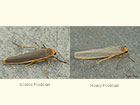  72.046 Scarce Footman and Hoary Footman Copyright Martin Evans 