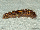  72.047 Hoary Footman larva 18mm Copyright Martin Evans 