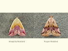  72.074 Beautiful Marbled and Purple Marbled Copyright Martin Evans 