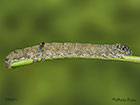 72.076 Clifden Nonpareil larva 38mm Copyright Martin Evans 