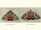  72.078 Red Underwing and Rosy Underwing Copyright Martin Evans 