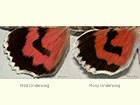  72.078 Red Underwing and Rosy Underwing (underwings) Copyright Martin Evans 