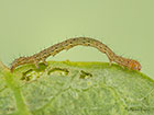  72.079 Rosy Underwing larva 6mm Copyright Martin Evans 