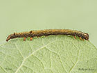  72.079 Rosy Underwing larva 17mm Copyright Martin Evans 