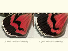  72.081 Dark Crimson Underwing and Light Crimson Underwing (underwings) Copyright Martin Evans 