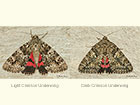  72.082 Light Crimson Underwing and Dark Crimson Underwing Copyright Martin Evans 