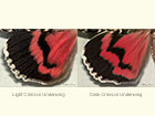  72.082 Light Crimson Underwing and Dark Crimson Underwing (underwings) Copyright Martin Evans 