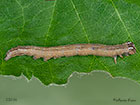  72.087 Passenger larva length 22mm Copyright Martin Evans 