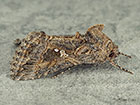  73.003 Ni Moth Copyright Martin Evans 