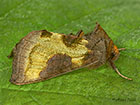  73.012 Burnished Brass Copyright Martin Evans 