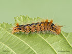  73.032 Nut-tree Tussock larva 23mm Copyright Martin Evans 