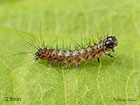  73.032 Nut-tree Tussock larva 2.5mm Copyright Martin Evans 