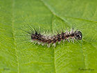  73.032 Nut-tree Tussock larva 6mm Copyright Martin Evans 