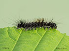  73.032 Nut-tree Tussock larva 11mm Copyright Martin Evans 