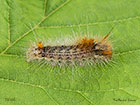  73.032 Nut-tree Tussock larva 18mm Copyright Martin Evans 