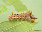  73.032 Nut-tree Tussock larva 20mm Copyright Martin Evans 