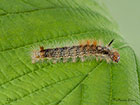  73.032 Nut-tree Tussock larva 23mm Copyright Martin Evans 