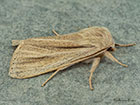  73.035 Reed Dagger or Powdered Wainscot Copyright Martin Evans 
