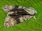  73.036 Alder Moth Copyright Martin Evans 