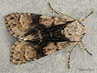  73.036 Alder Moth Copyright Martin Evans 