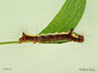  73.038 Grey Dagger larva length 16mm Copyright Martin Evans 