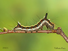  73.038 Grey Dagger larva length 28mm Copyright Martin Evans 