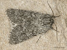  73.044 Sweet Gale Moth Copyright Martin Evans 