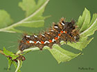  73.045 Knot Grass larva 25mm Copyright Martin Evans 