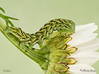  73.053 Chamomile Shark larva 13mm Copyright Martin Evans 