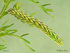  73.053 Chamomile Shark larva 20mm Copyright Martin Evans 