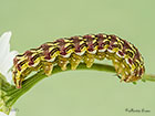  73.053 Chamomile Shark larva 31mm Copyright Martin Evans 