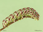  73.053 Chamomile Shark larva 38mm Copyright Martin Evans 