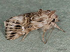  73.059 Toadflax Brocade Copyright Martin Evans 