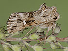  73.059 Toadflax Brocade Copyright Martin Evans 